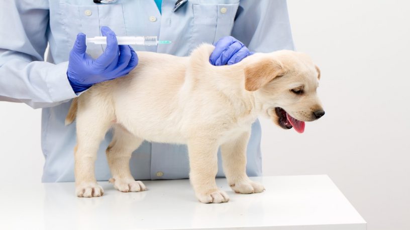 вакцинация щенков